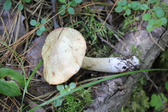Suillus placidus