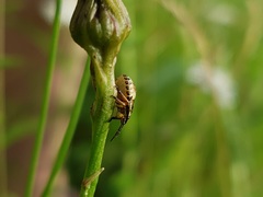 Carpocoris purpureipennis