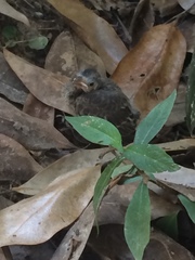 Pipilo erythrophthalmus