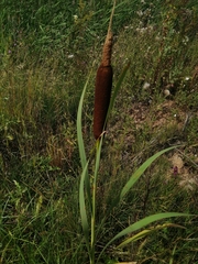 Typha latifolia