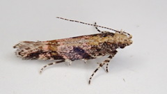 Aristotelia rubidella