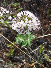 Valeriana capitata