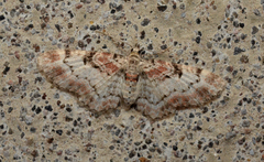 Eupithecia mutata