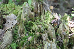 Mycena viridimarginata