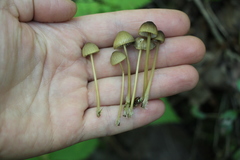 Mycena viridimarginata
