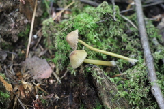 Mycena viridimarginata