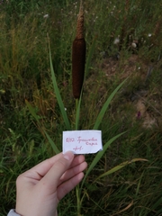 Typha latifolia