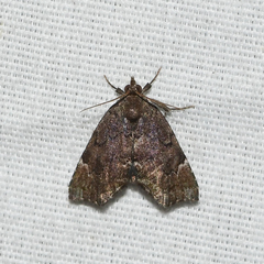 Cutina aluticolor