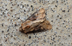 Lateroligia ophiogramma