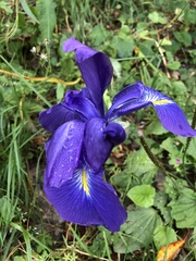 Iris latifolia