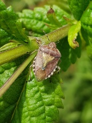 Dolycoris baccarum