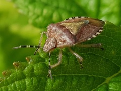 Dolycoris baccarum