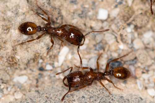 Strongylognathus arnoldiiStrongylognathus arnoldii
