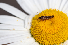 Scythris inspersella
