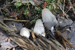 Coprinopsis jonesii