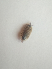 Porcellio spinicornis