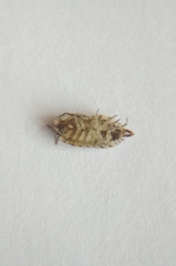 Porcellio spinicornis