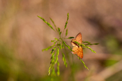 Idaea serpentata