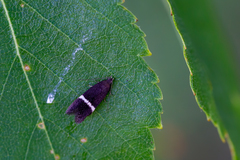 Aproaerema cinctella