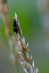 Aproaerema cinctella