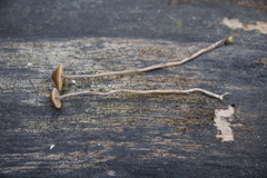 Deconica crobula