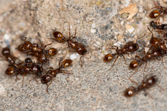 Strongylognathus arnoldii