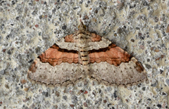 Xanthorhoe labradorensis