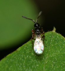 Diapriinae