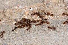 Strongylognathus arnoldii