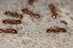 Strongylognathus arnoldii