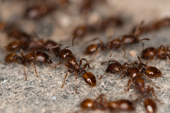 Strongylognathus arnoldii