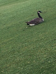 Branta canadensis