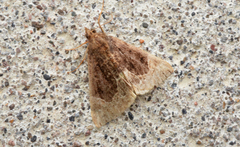 Hypena abalienalis