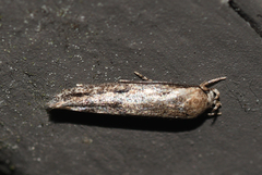 Mompha brevivittella