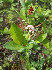 Valeriana capitata