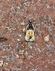 Olethreutes griseoalbana