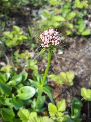 Valeriana capitata