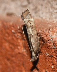 Dichomeris inversella