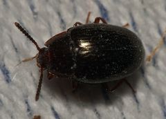 Scaphidema metallicum