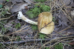 Cortinarius talus