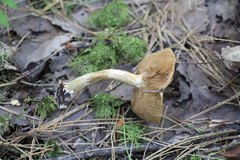 Cortinarius talus