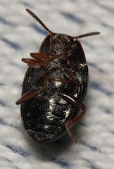 Scaphidema metallicum