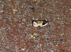 Olethreutes griseoalbana