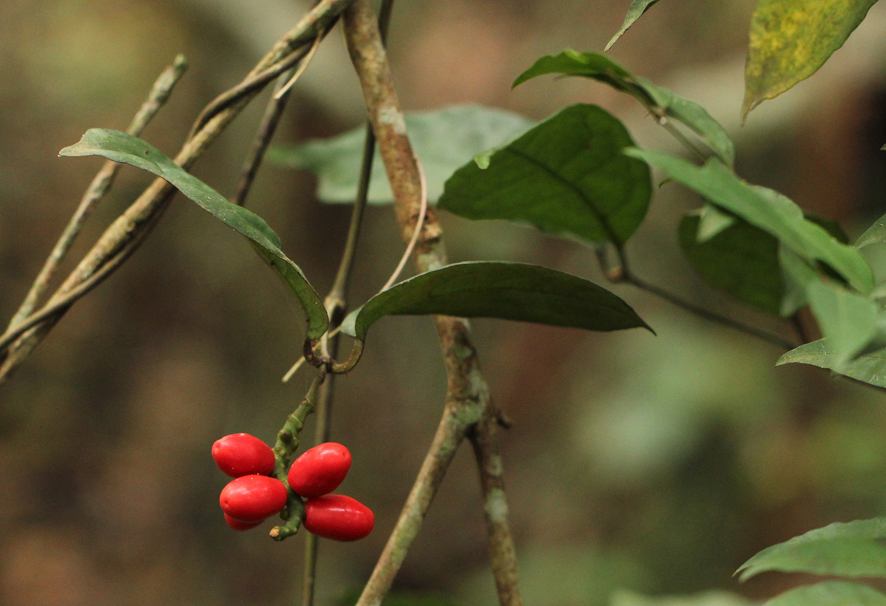 Gnetum africanum