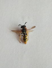 Hymenoptera