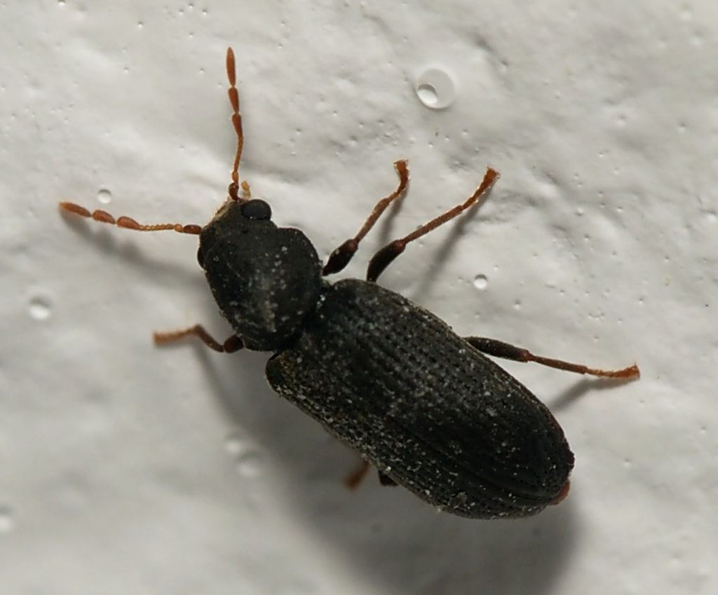 Hemicoelus fulvicornis