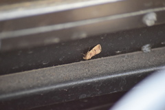 Elaphria fuscimacula