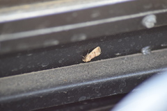 Elaphria fuscimacula