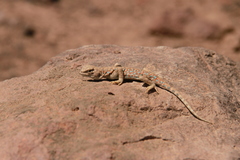 Liolaemus poconchilensis