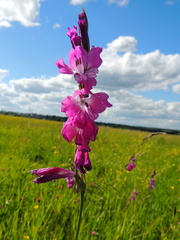 Gladiolus tenuis